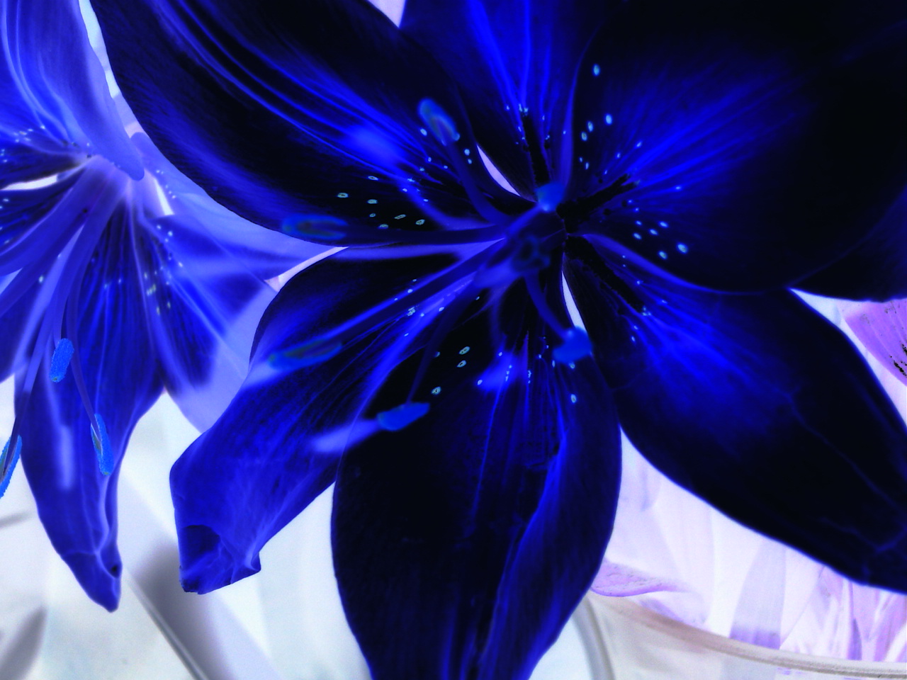 Blue lillies