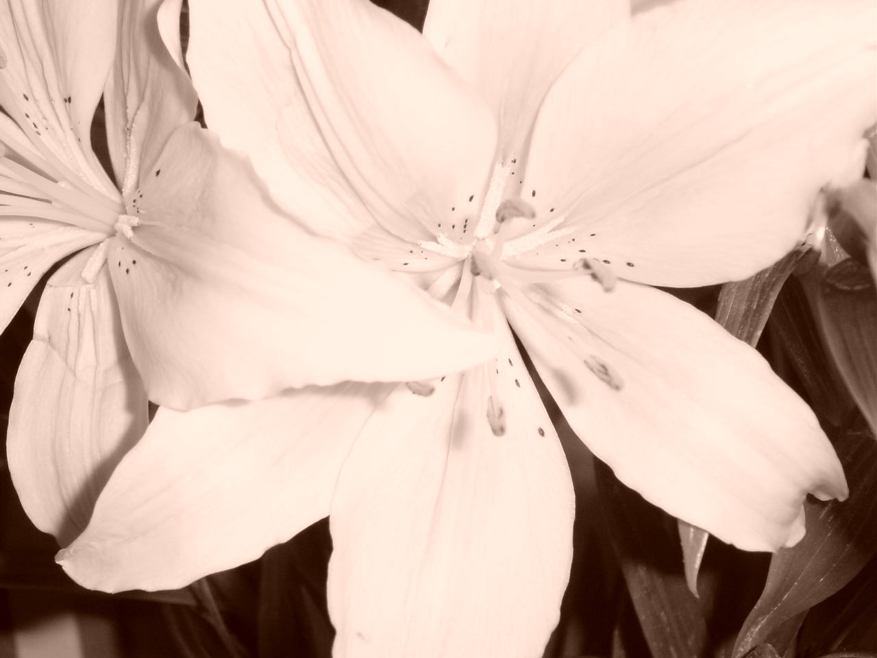 Sepia lillies